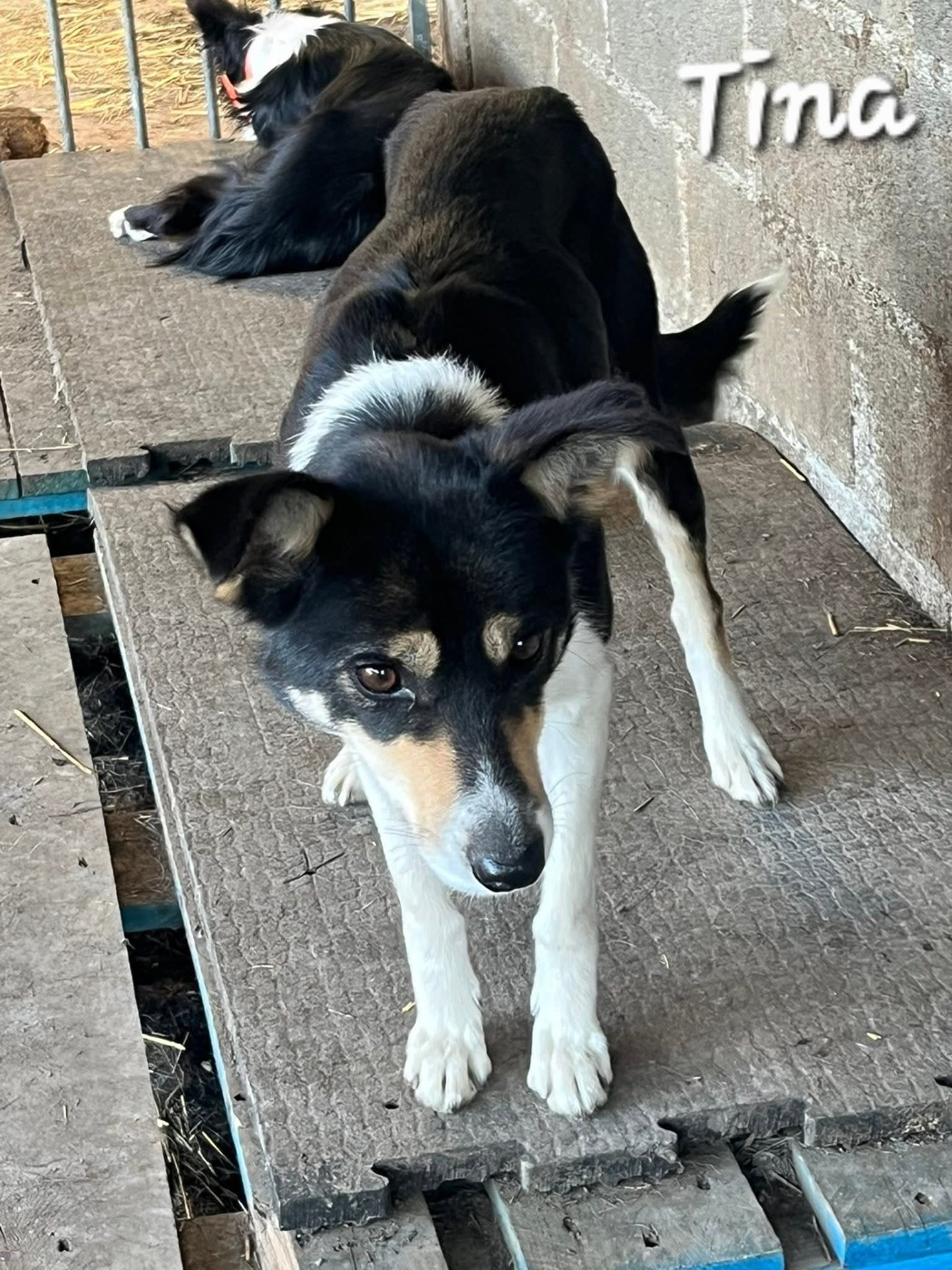 Tina de la ferme hount barade